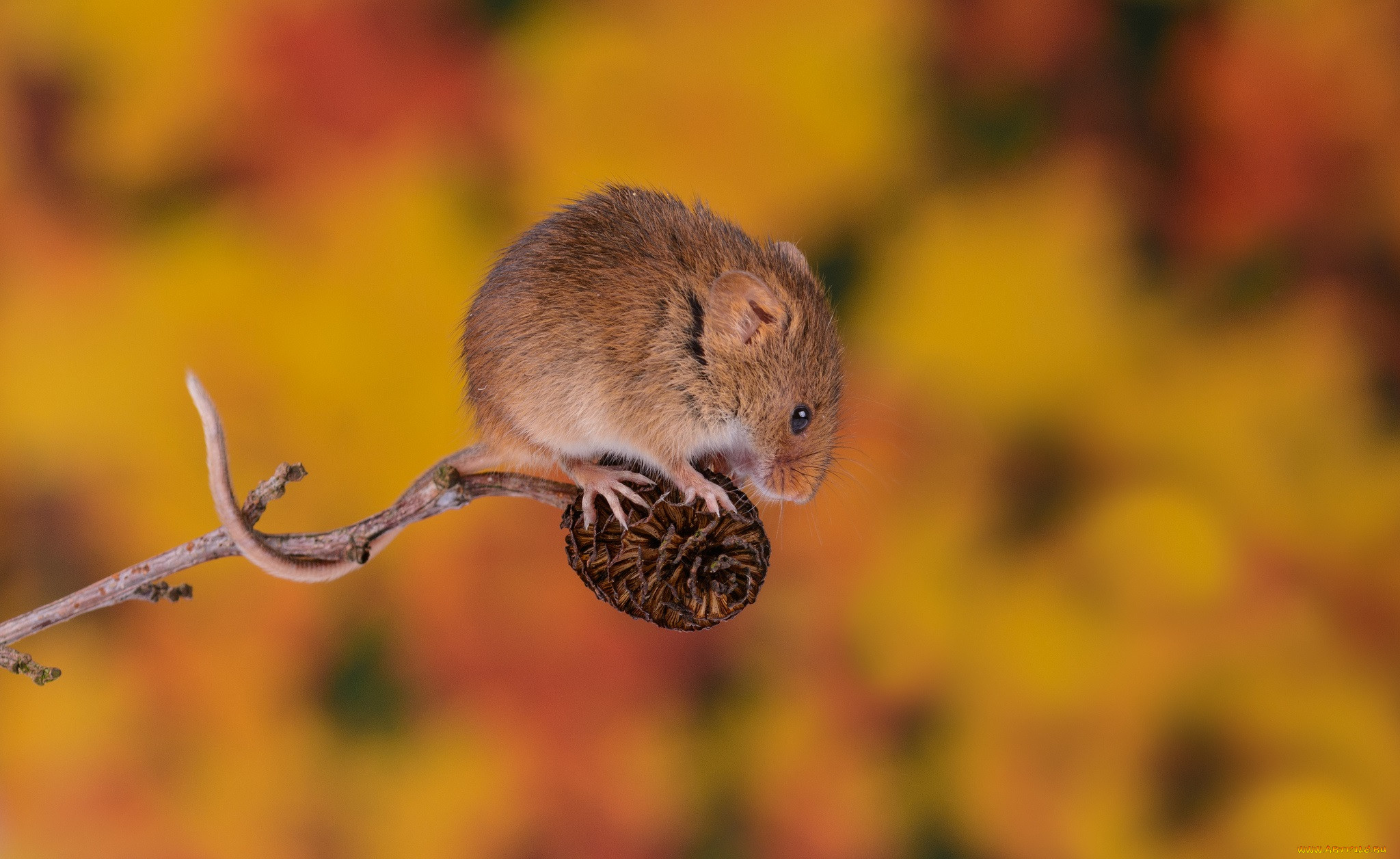 Мыши осенью